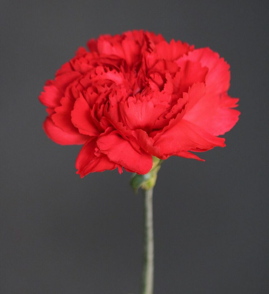 Weltfrauentag 2026 – ein Resume